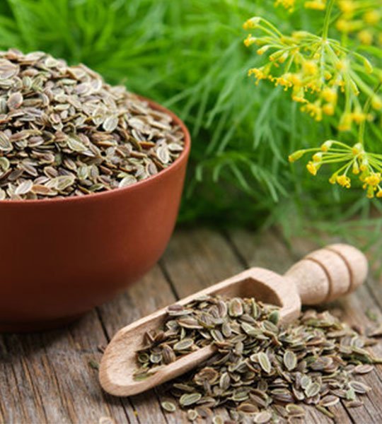 Dill Seeds